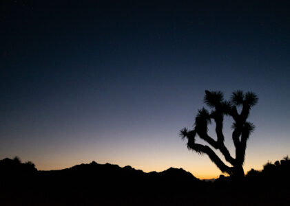 Trip Report: The Boy Scout Trail, the Maze Zone, and Indian Cove at Joshua Tree National Park